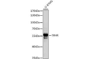 anti-Thyrotropin-Releasing Hormone Receptor (TRHR) (AA 320-398) antibody