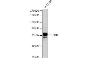 Western blot analysis of extracts of U-87MG cells, using TRHR antibody (ABIN7270827) at 1:1000 dilution. (TRHR anticorps  (AA 320-398))