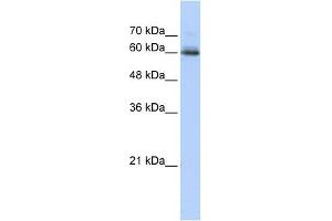 SEMA4F antibody used at 1 ug/ml to detect target protein.