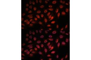 Immunofluorescence analysis of U-2 OS cells using RBM25 antibody (ABIN7270082) at dilution of 1:100.