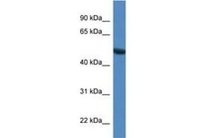 Image no. 1 for anti-Syntrophin, gamma 1 (SNTG1) (AA 147-196) antibody (ABIN6746502) (Syntrophin gamma 1 anticorps  (AA 147-196))