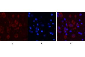 Immunofluorescence analysis of mouse brain tissue. (Caspase 9 anticorps)