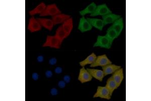 DPP2 Mouse Monoclonal Antibody staining Hela cells by IF/ICC. (DPP7 anticorps)