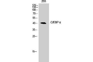 Western Blot analysis of 293T cells with CEBP alpha Polyclonal Antibody (CEBPA anticorps)