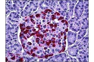 Human Pancreas, Islets of Langerhans: Formalin-Fixed, Paraffin-Embedded (FFPE) (HGS anticorps  (Internal Region))