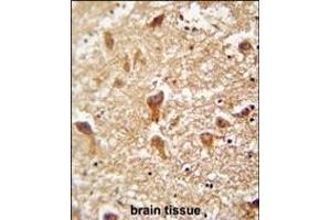 PIGX antibody (N-term) (ABIN654478 and ABIN2844213) immunohistochemistry analysis in formalin fixed and paraffin embedded human brain tissue followed by peroxidase conjugation of the secondary antibody and DAB staining. (PIGX anticorps  (N-Term))