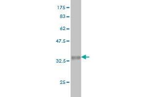 Western Blot detection against Immunogen (35.