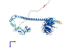 AlphaFold protein structure predicition of Mouse Recombinant Traf7 Protein, UniprotID Q922B6