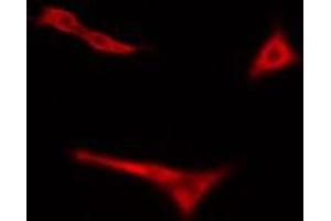 ABIN6275076 staining Hela cells by IF/ICC. (POLR3H anticorps  (C-Term))
