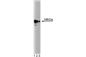 Western blot analysis of PP5 on a rat cerebrum lysate. (PP5 anticorps  (AA 36-238))