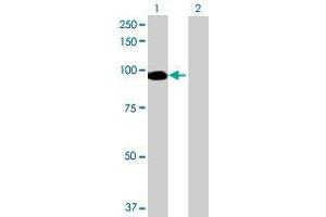 Lane 1: NPAS2 transfected lysate ( 90. (NPAS2 293T Cell Transient Overexpression Lysate(Denatured))