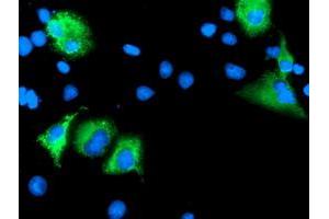Anti-LEPRE1 mouse monoclonal antibody (ABIN2455943) immunofluorescent staining of COS7 cells transiently transfected by pCMV6-ENTRY LEPRE1 (RC222535). (LEPRE1 anticorps)