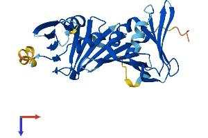 AlphaFold protein structure predicition of Human Recombinant RAD1 Protein, UniprotID O60671