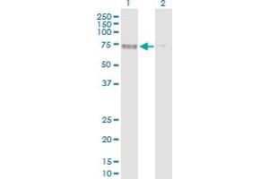 Western Blot analysis of PRKAA2 expression in transfected 293T cell line by PRKAA2 MaxPab polyclonal antibody.