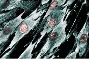 WI38 (PI3-Kinase p170 anticorps)