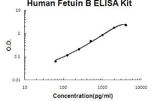 Human Fetuin B PicoKine ELISA Kit standard curve