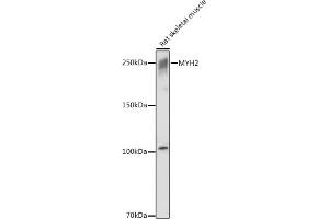Western blot analysis of extracts of Rat skeletal muscle, using MYH2 antibody (ABIN7268748) at 1:1000 dilution.