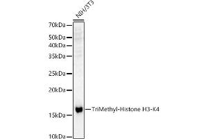 Western blot analysis of extracts of NIH/3T3 cells, using TriMethyl-Histone H3-K4 antibody (ABIN3023253, ABIN3023254, ABIN3023255, ABIN1513001 and ABIN6219512) at 1:500 dilution.