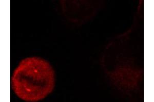 Immunofluorescence staining of methanol-fixed Hela cells showing centrosome and nuclear staining using Phospho-MAPK3-Y204 antibody. (ERK1 anticorps  (pTyr204))