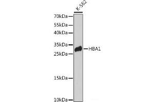 Western blot analysis of extracts of K-562 cells using HBA1 Polyclonal Antibody at dilution of 1:3000. (HBA1 anticorps)