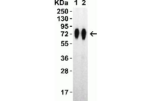 Western Blot Validation with SARS-CoV-2 (COVID-19) Spike RBD+SD1+SD2 Recombinant ProteinLoading: 30 ng per lane of SARS-CoV-2 (COVID-19) Spike RBD+SD1+SD2 recombinant protein, 10-305. (SARS-CoV-2 Spike anticorps  (RBD))