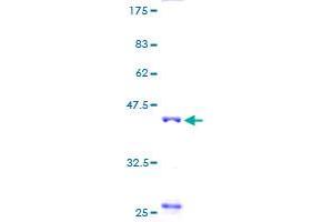 Image no. 1 for Fast Skeletal Troponin C (TNNC2) (AA 1-160) protein (GST tag) (ABIN1323275)