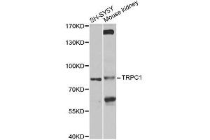 Western blot analysis of extracts of various cell lines, using TRPC1 antibody (ABIN6003660) at 1/1000 dilution. (TRPC1 anticorps)