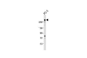 Anti-RLF Antibody (C-Term)at 1:2000 dilution + PC-3 whole cell lysates Lysates/proteins at 20 μg per lane.