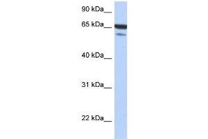 WB Suggested Anti-MAP3K7IP1 Antibody Titration: 0. (TAB1 anticorps  (N-Term))