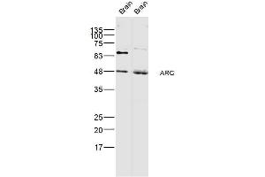 Lane 1: Rat brain Lane 2: mouse brain lysate probed with ARC Polyclonal Antibody, Unconjugated  at 1:300 dilution and 4˚C overnight incubation.
