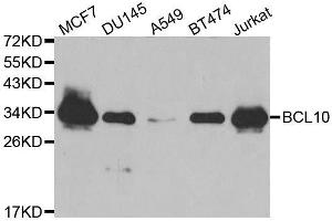Western blot analysis of extracts of various cell lines, using BCL10 antibody.