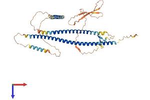 AlphaFold protein structure predicition of Mouse Recombinant Cby2 Protein, UniprotID Q32MG2