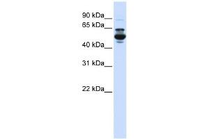 CYP3A43 antibody used at 1 ug/ml to detect target protein. (CYP3A4 anticorps  (C-Term))