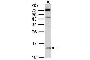 WB Image Sample (30 ug of whole cell lysate) A: Raji 15% SDS PAGE antibody diluted at 1:500 (DDT anticorps)