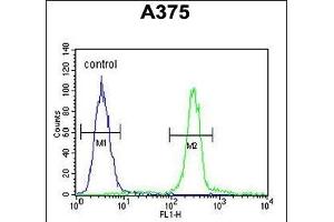 CTHRC1 Antibody (N-term) (ABIN652724 and ABIN2842480) flow cytometric analysis of  cells (right histogram) compared to a negative control cell (left histogram). (CTHRC1 anticorps  (N-Term))