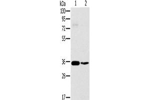 Western Blotting (WB) image for anti-OTU Domain, Ubiquitin Aldehyde Binding 1 (OTUB1) antibody (ABIN2423927) (OTUB1 anticorps)