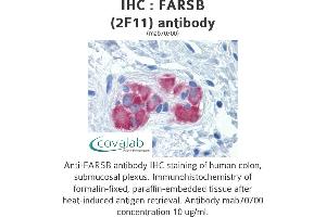Image no. 1 for anti-Phenylalanyl-tRNA Synthetase, beta Subunit (FARSB) (AA 234-342) antibody (ABIN1723557)