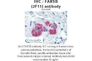 Image no. 1 for anti-Phenylalanyl-tRNA Synthetase, beta Subunit (FARSB) (AA 234-342) antibody (ABIN1723557) (FARSB anticorps  (AA 234-342))