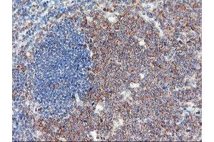 Image no. 3 for anti-Ubiquitin Specific Peptidase 10 (USP10) antibody (ABIN1501688)