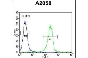 ENTHD1 Antibody (N-term) (ABIN654293 and ABIN2844088) flow cytometric analysis of  cells (right histogram) compared to a negative control cell (left histogram). (ENTHD1 anticorps  (N-Term))