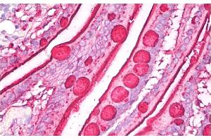 anti-Blood Group Lewis B antibody