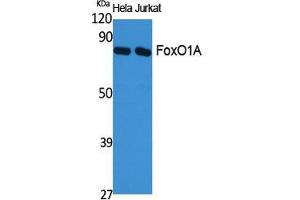 Western Blot (WB) analysis of specific cells using FoxO1A Polyclonal Antibody.