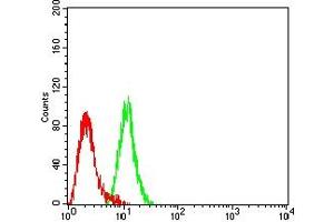 Flow cytometric analysis of Hela cells using KDR mouse mAb (green) and negative control (red).