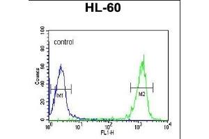 TL1 Antibody (C-term) (ABIN653753 and ABIN2843053) flow cytometric analysis of HL-60 cells (right histogram) comred to a negative control cell (left histogram). (PATL1 anticorps  (C-Term))