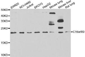 Western blot analysis of extracts of various cell lines, using C16orf80 antibody. (C16orf80 anticorps  (AA 1-193))