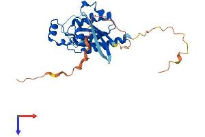 AlphaFold protein structure predicition of Human Recombinant RHOU Protein, UniprotID Q7L0Q8