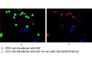 Immunofluorescence staining of 293F cells transfected with GFP with ABIN7141875 at 1:100, counter-stained with DAPI.