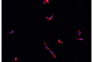 ABIN6277735 staining HepG2? (TAC1 anticorps  (Internal Region))