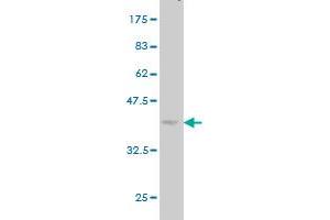 Western Blot detection against Immunogen (36.