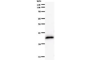 Western Blotting (WB) image for anti-Hairy/enhancer-of-Split Related with YRPW Motif-Like (HEYL) antibody (ABIN931114) (HEYL anticorps)